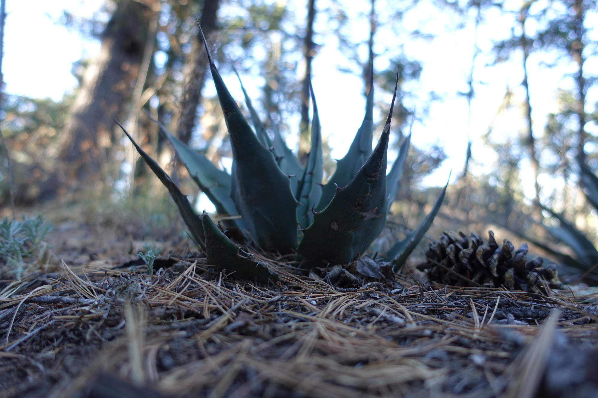 Agave